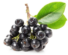 bulk aronia juice concentrate suppliers