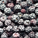 iqf frozen blackberry