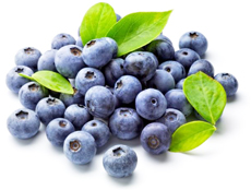 bulk blueberry puree suppliers
