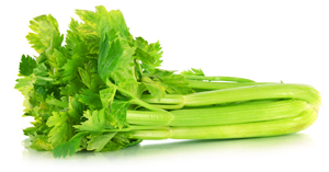 bulk celery juice concentrate suppliers