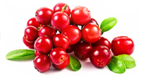 bulk cranberry puree suppliers