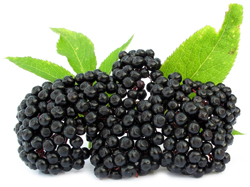 bulk elderberry juice concentrate suppliers