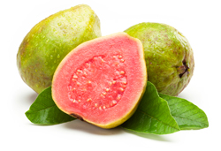 bulk guava puree suppliers