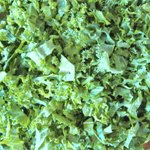 iqf frozen chopped kale