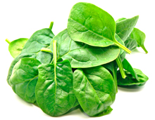 bulk spinach puree suppliers