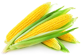 bulk corn puree suppliers